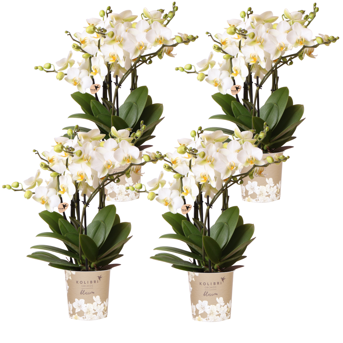 Lot de 2 ou 4 orchidées blanches Phalaenopsis 'Lausanne' - Pot 12 cm