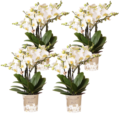 Lot de 2 ou 4 orchidées blanches Phalaenopsis 'Lausanne' - Pot 12 cm