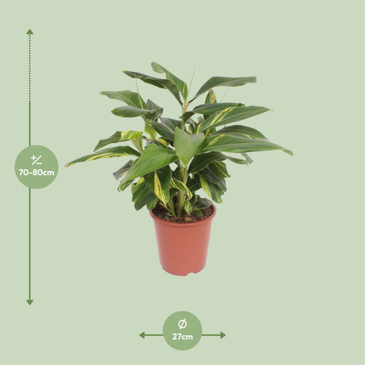 Dimensions de l'Alpinia zerumbet livré : pot de 27 cm et hauteur de 80 cm