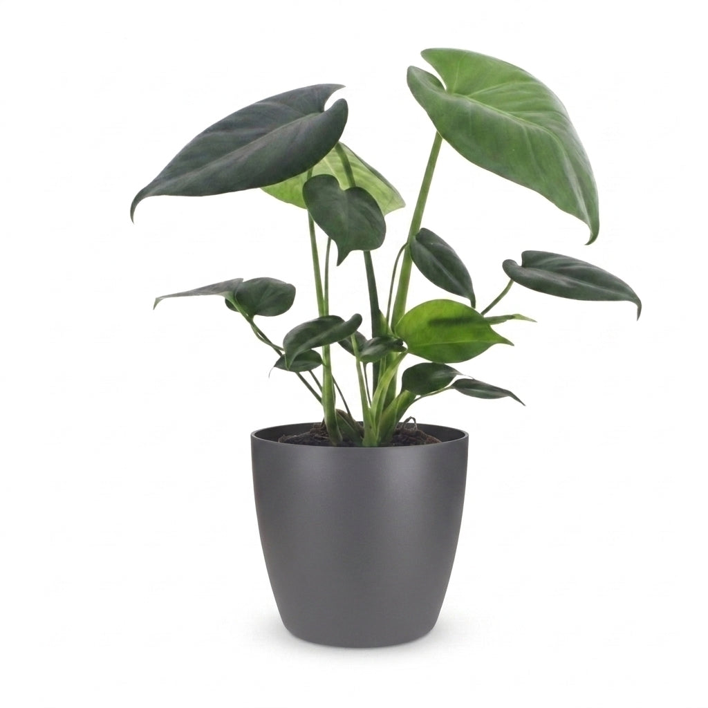 Monstera Deliciosa avec des feuilles vertes lustrées et variées, élégamment présentée dans un cache-pot gris
