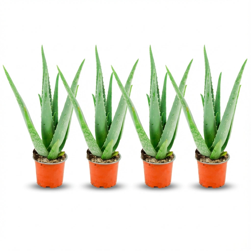 Quatre plants d'Aloë Vera avec leurs feuilles charnues et vertes, disposés côte à côte dans des pots en plastique orange