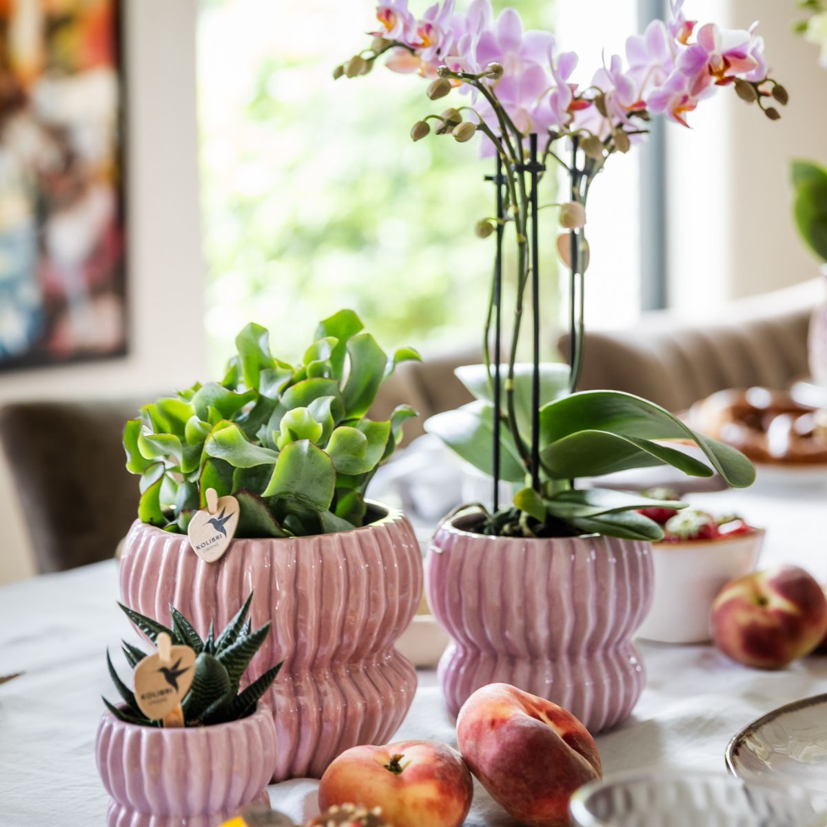 Coffret cadeau orchidée et 2 succulentes en cache-pots côtelés pastel - Pot 9 cm
