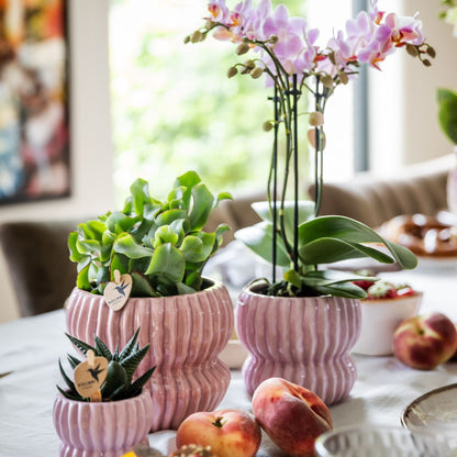 Coffret cadeau orchidée et 2 succulentes en cache-pots côtelés pastel - Pot 9 cm
