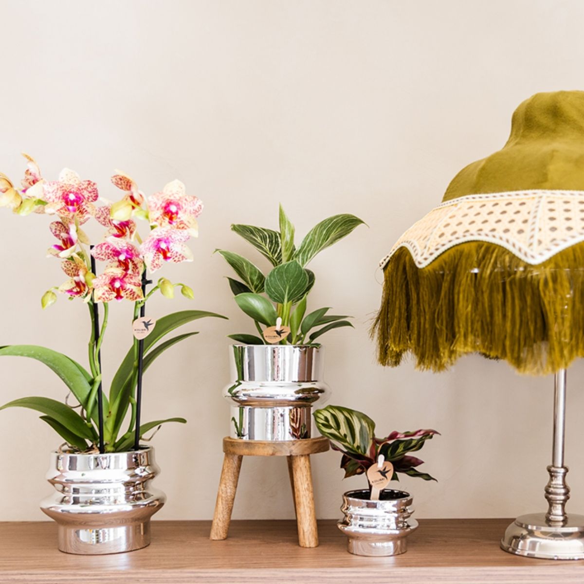 Lot de 2 ou 4 orchidées orange et jaunes Phalaenopsis 'Grosseto' - Pot 9 cm