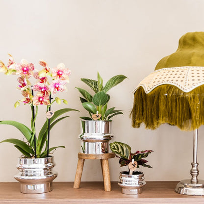 Lot de 2 ou 4 orchidées orange et jaunes Phalaenopsis 'Grosseto' - Pot 9 cm