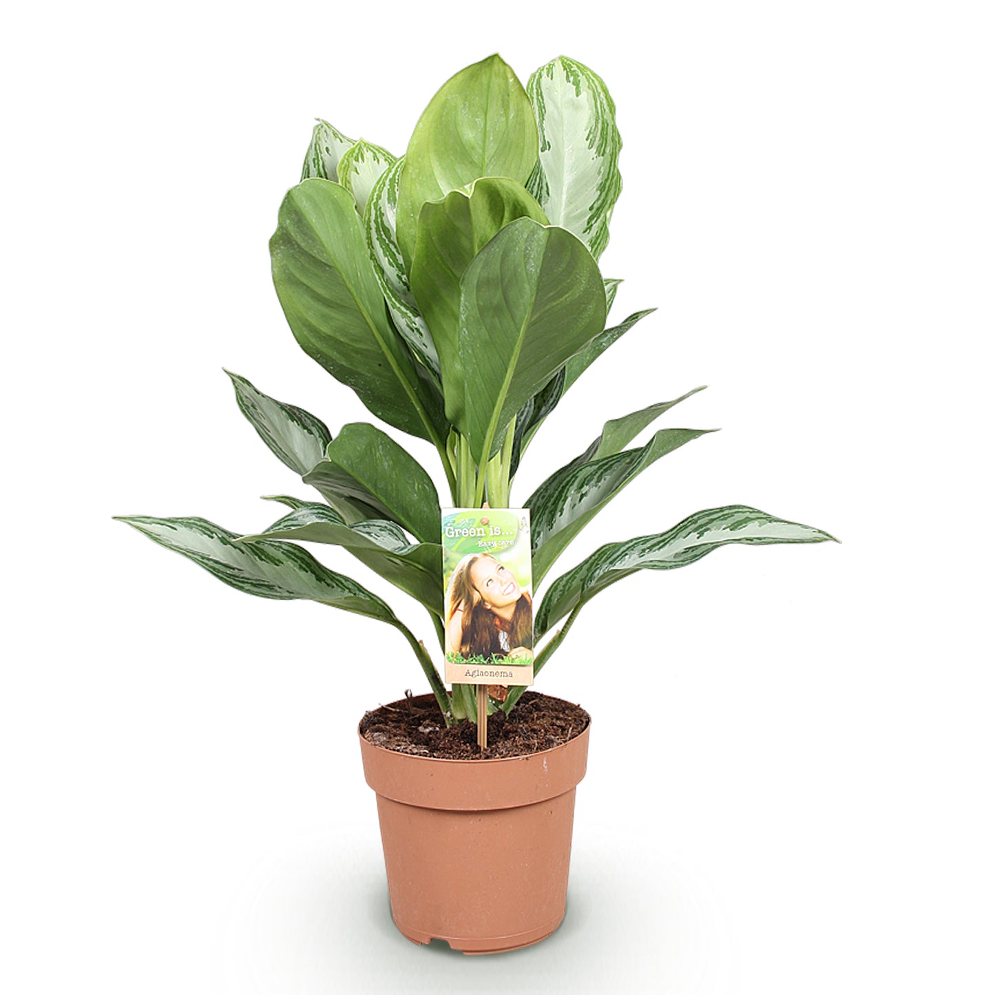 Aglaonema Silver Bay au feuillage argente et vert dans un pot en terre cuite marron sur fond blanc