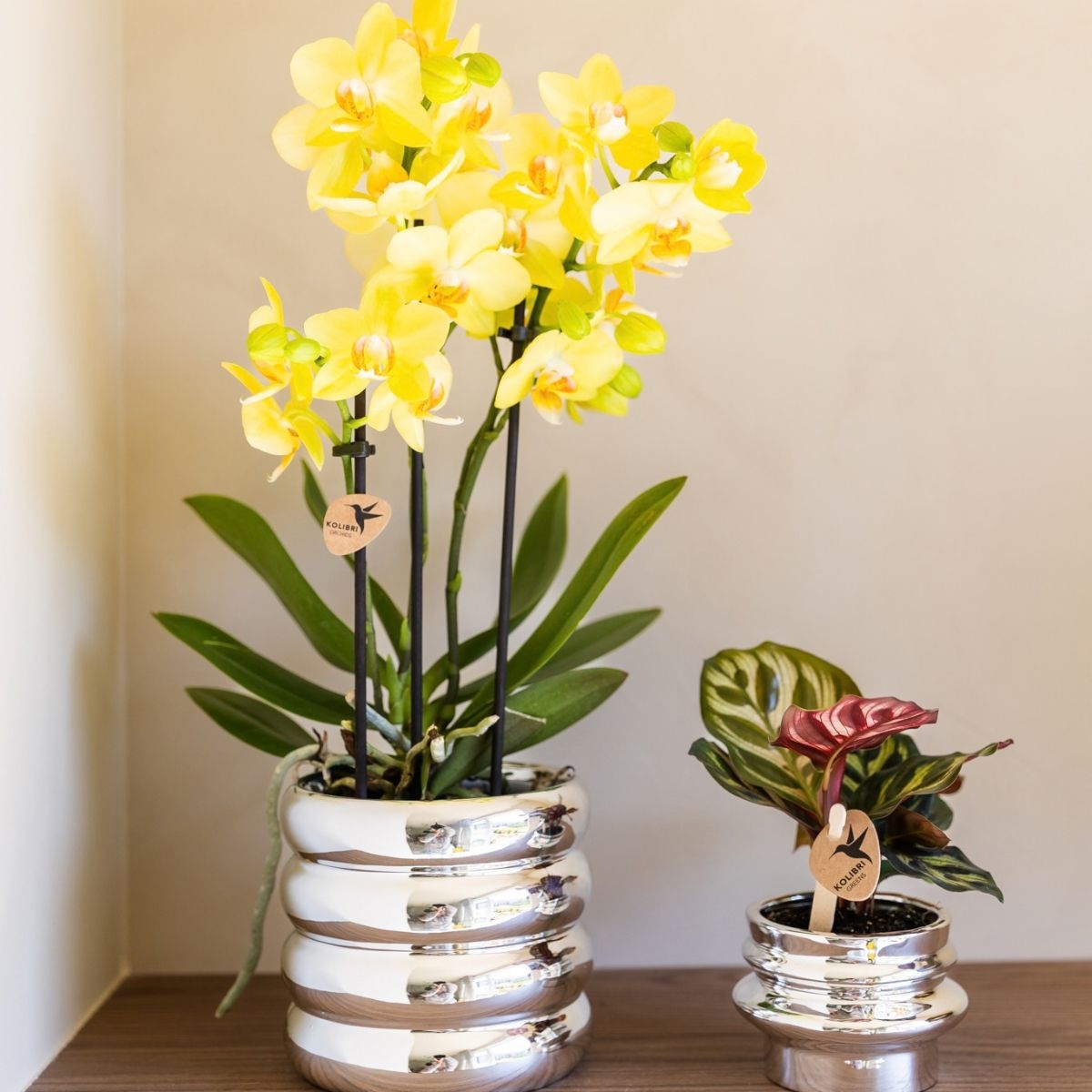 Lot de 2 ou 4 orchidées jaunes Phalaenopsis 'Albenga' - Pot 9 cm