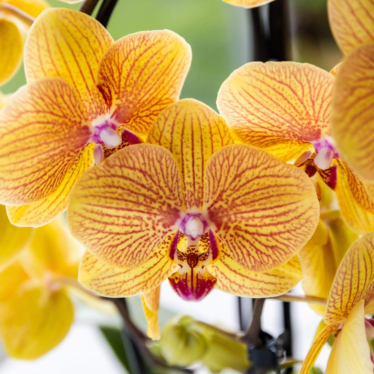 Lot de 2 ou 4 orchidées orange et roses Phalaenopsis 'Sunny Bunny' - Pot 12 cm