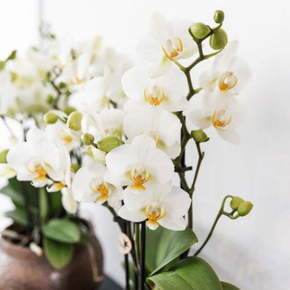 Lot de 2 ou 4 orchidées blanches Phalaenopsis 'Lausanne' - Pot 9 cm