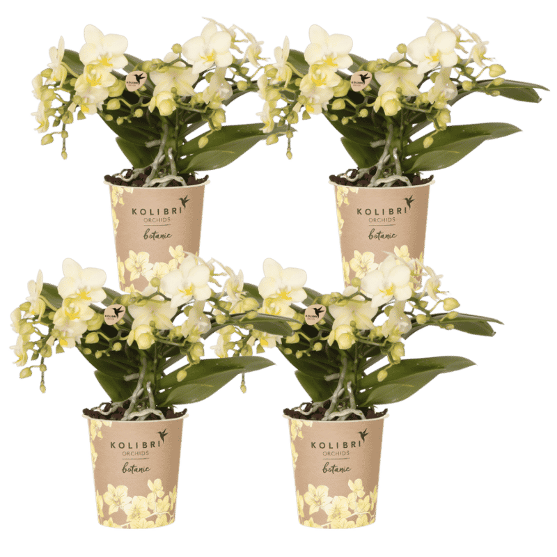 Lot de 2 ou 4 orchidées jaunes Phalaenopsis 'Botanic' - Pot 9 cm