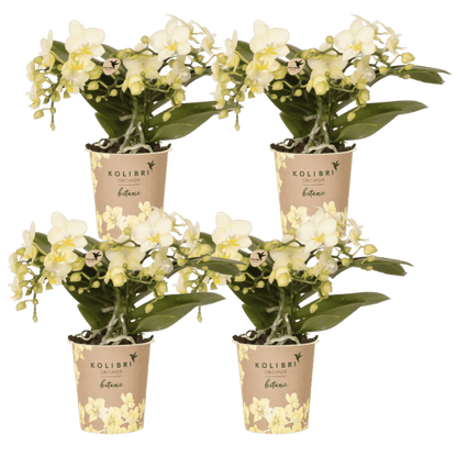 Lot de 2 ou 4 orchidées jaunes Phalaenopsis 'Botanic' - Pot 9 cm