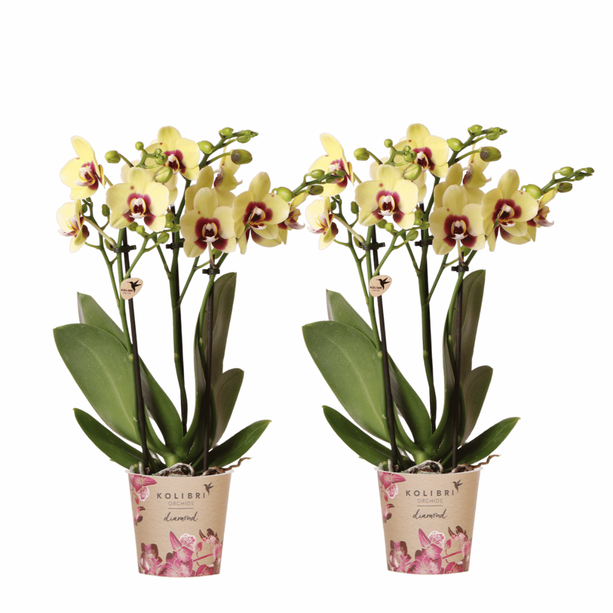 Lot de 2 ou 4 orchidées jaunes et rouges Phalaenopsis 'Uruguay' - Pot 9 cm