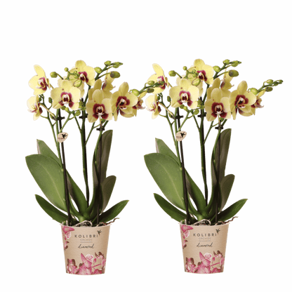 Lot de 2 ou 4 orchidées jaunes et rouges Phalaenopsis 'Uruguay' - Pot 9 cm