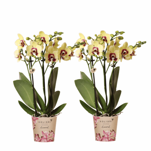 Lot de 2 ou 4 orchidées jaunes et rouges Phalaenopsis 'Uruguay' - Pot 9 cm