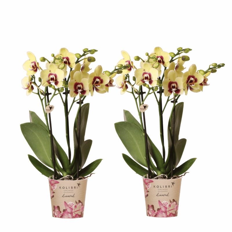 Lot de 2 ou 4 orchidées jaunes et rouges Phalaenopsis 'Uruguay' - Pot 9 cm