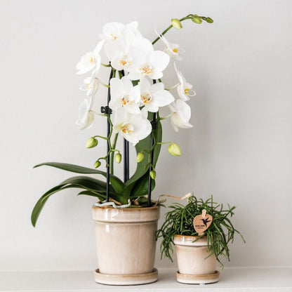Lot de 2 ou 4 orchidées blanches Phalaenopsis 'Niagara Falls' - Pot 9 cm