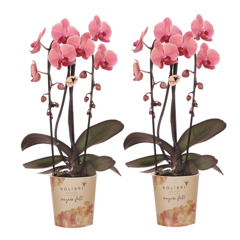 Lot de 2 ou 4 orchidées rose saumon Phalaenopsis 'Narbonne' - Pot 12 cm