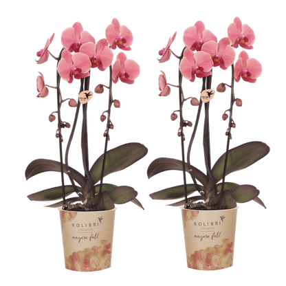 Lot de 2 ou 4 orchidées rose saumon Phalaenopsis 'Narbonne' - Pot 12 cm