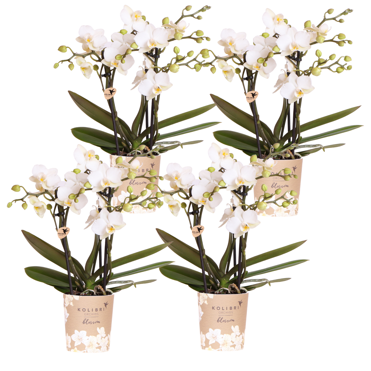Lot de 2 ou 4 orchidées blanches Phalaenopsis 'Zurich' - Pot 9 cm