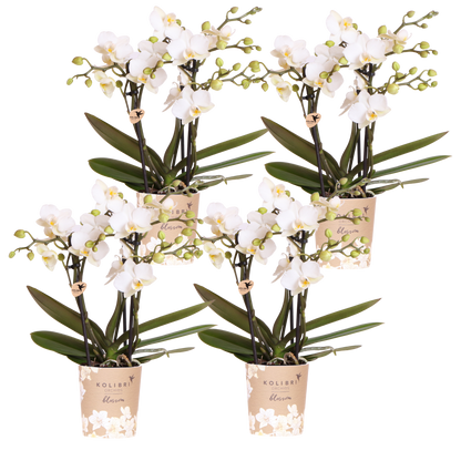 Lot de 2 ou 4 orchidées blanches Phalaenopsis 'Zurich' - Pot 9 cm