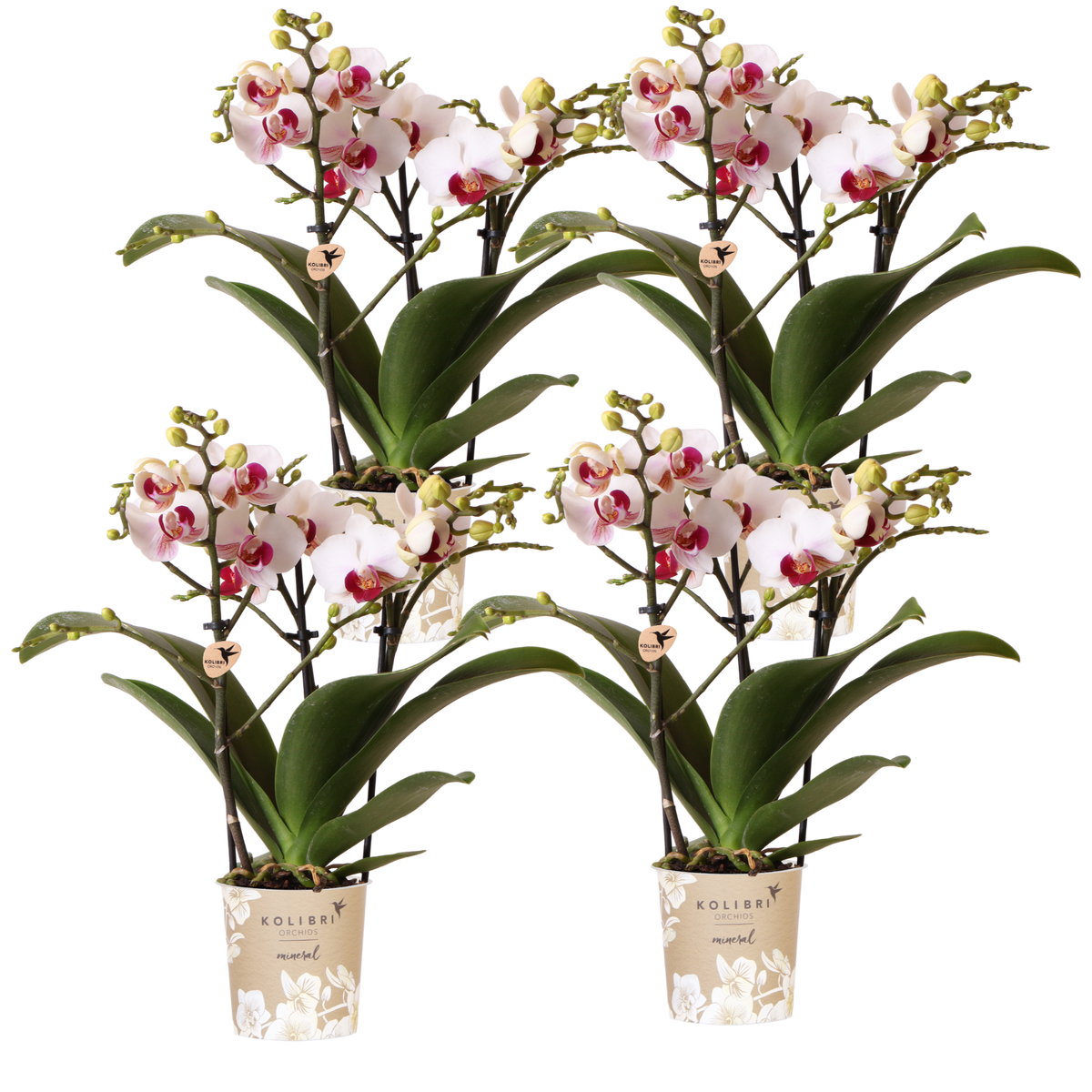 Lot de 2 ou 4 orchidées blanches au cœur rouge Phalaenopsis 'Gibraltar' - Pot 9 cm