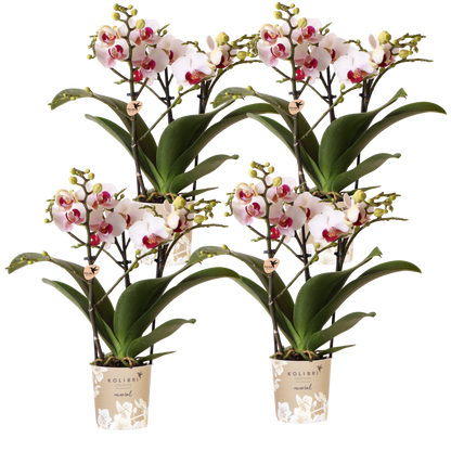 Lot de 2 ou 4 orchidées blanches au cœur rouge Phalaenopsis 'Gibraltar' - Pot 9 cm