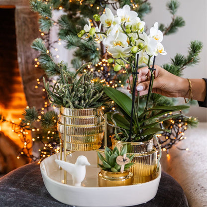 Coffret cadeau orchidée blanche et succulentes en cache-pots dorés brillants - Pot 9 cm