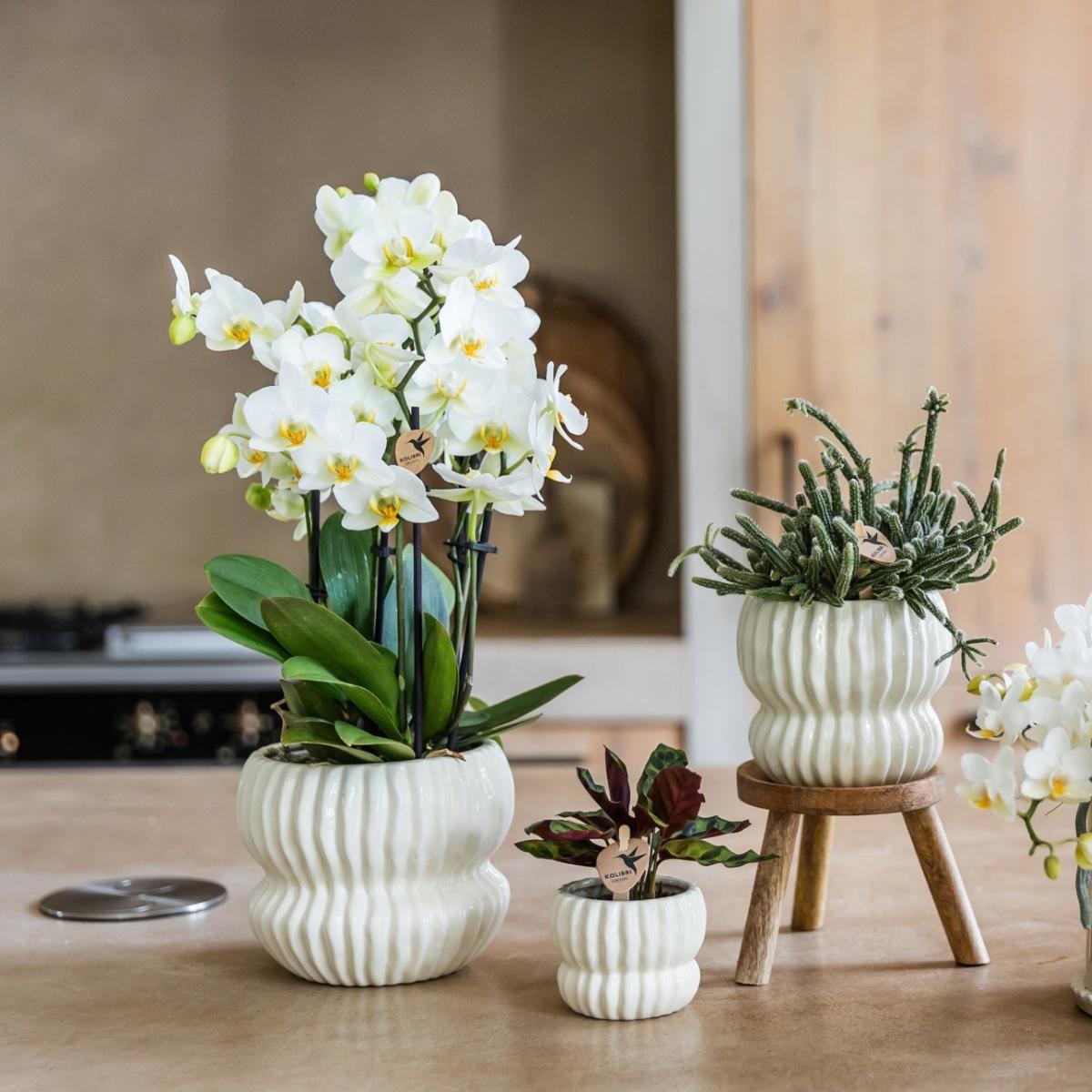 Lot de 2 ou 4 orchidées blanches Phalaenopsis 'Lausanne' - Pot 12 cm