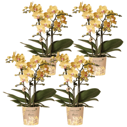 Lot de 2 ou 4 orchidées jaunes Phalaenopsis 'Lima' - Pot 9 cm