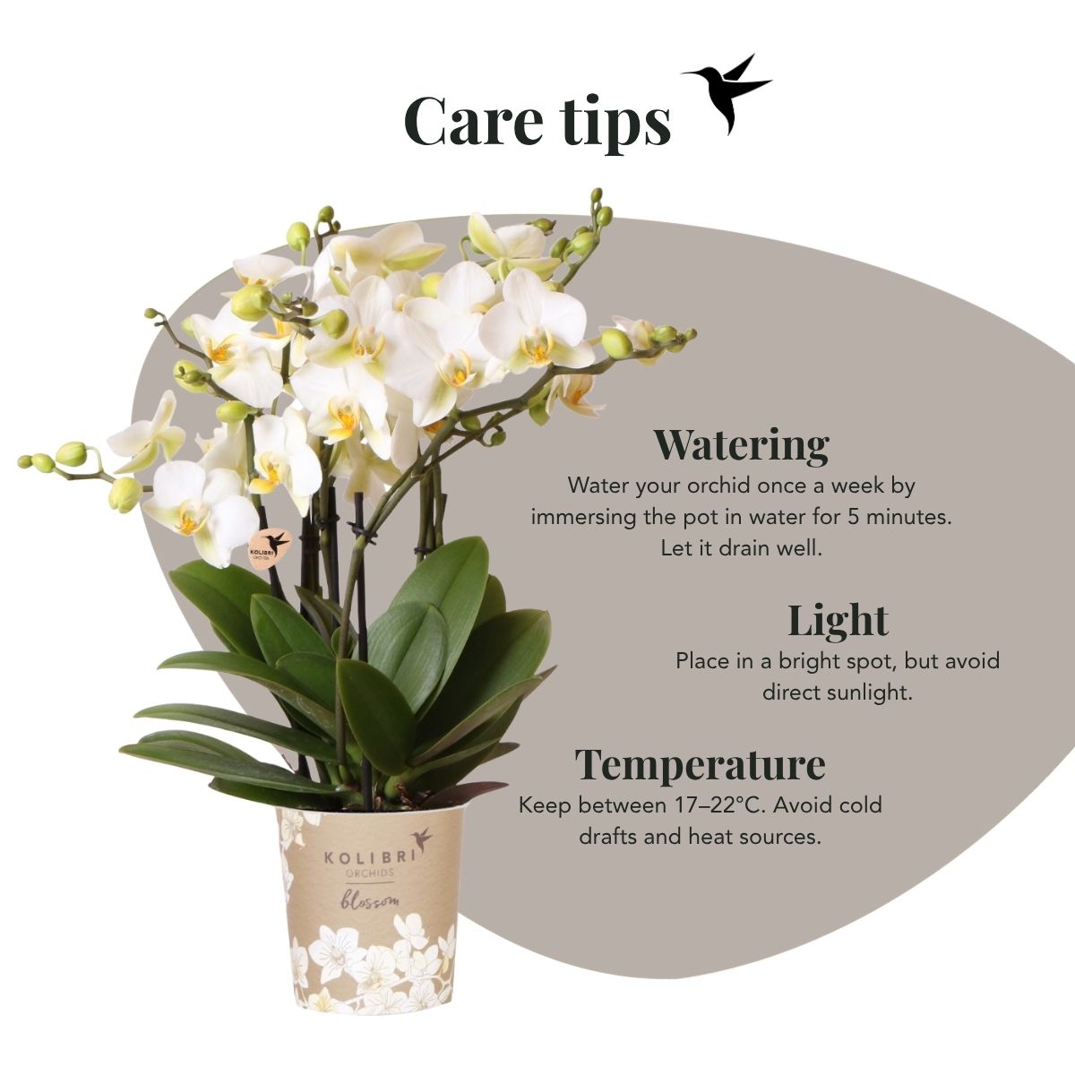 Lot de 2 ou 4 orchidées blanches Phalaenopsis 'Lausanne' - Pot 12 cm