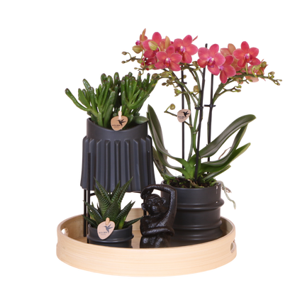 Coffret cadeau orchidée rouge et succulentes en cache-pots noirs - Pot 9 cm