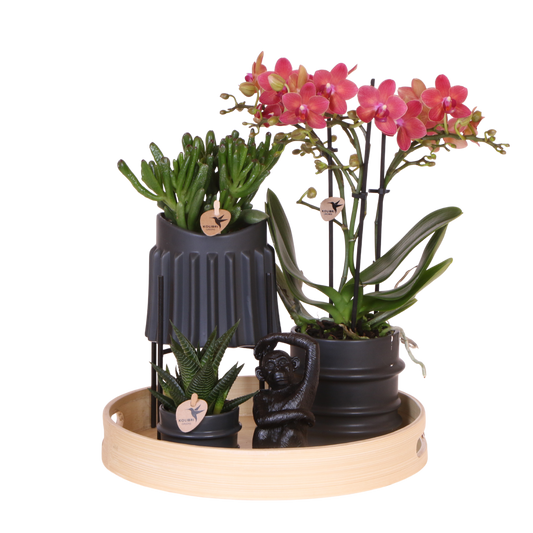 Coffret cadeau orchidée rouge et succulentes en cache-pots noirs - Pot 9 cm