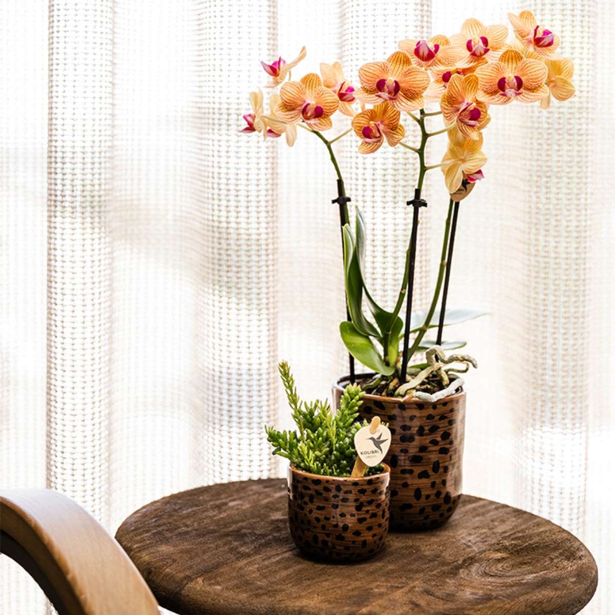 Lot de 2 ou 4 orchidées orange Phalaenopsis 'Jamaica' - Pot 9 cm