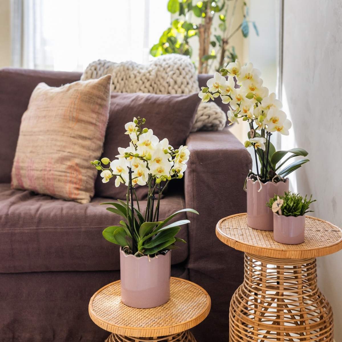Lot de 2 ou 4 orchidées blanches Phalaenopsis 'Lausanne' - Pot 12 cm
