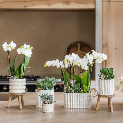 Coffret cadeau orchidée blanche au cœur rouge et succulentes en cache-pots nacrés - Pot 9 cm