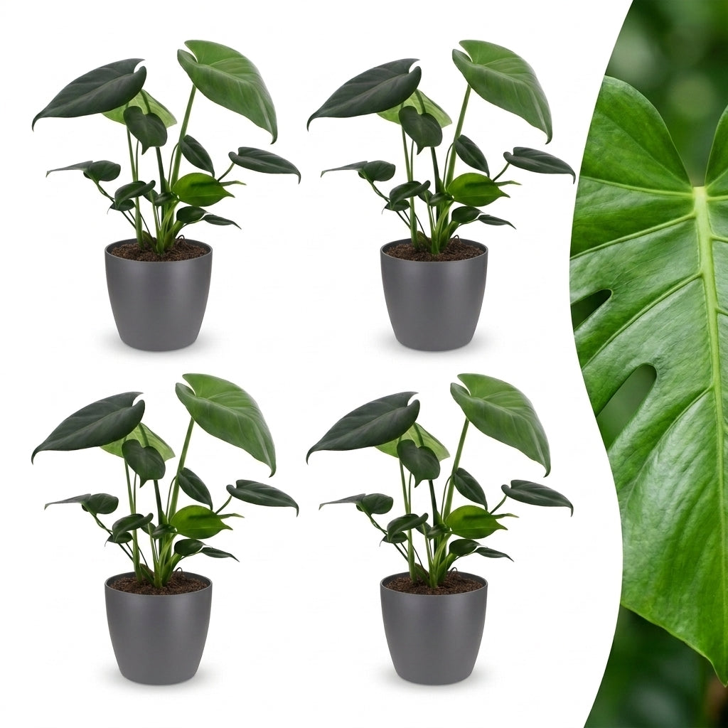 Quatre jeunes Monstera Deliciosa en pot de 12cm avec cache-pot gris, et un gros plan du feuillage d'une feuille verte