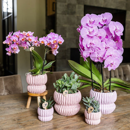 Coffret cadeau orchidée et 2 succulentes en cache-pots côtelés pastel - Pot 9 cm
