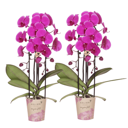 Lot de 2 ou 4 orchidées violettes Phalaenopsis 'Free Ride' - Pot 12 cm