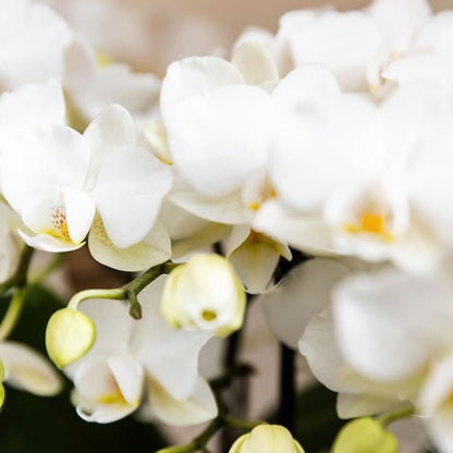 Lot de 2 ou 4 orchidées blanches Phalaenopsis 'Zurich' - Pot 9 cm