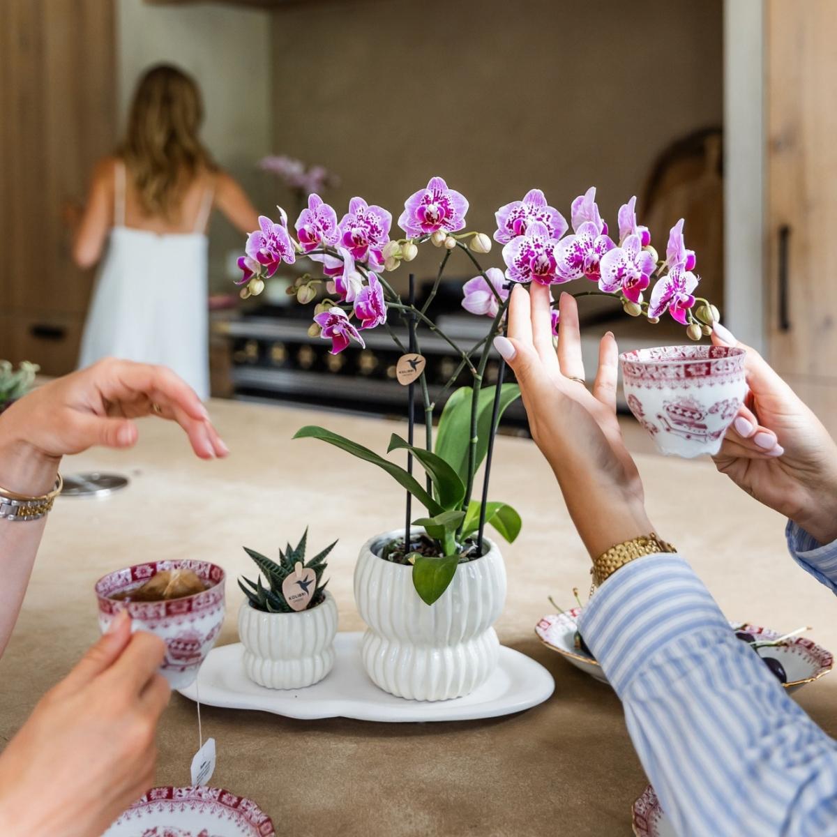 Lot de 2 ou 4 orchidées roses et violettes Phalaenopsis 'El Salvador' - Pot 9 cm