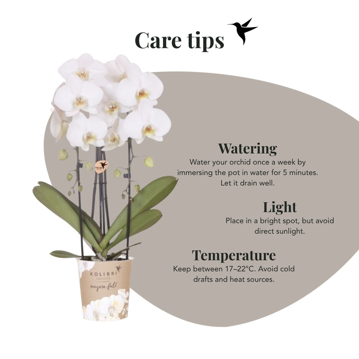 Lot de 2 ou 4 orchidées blanches Phalaenopsis 'Niagara Falls' - Pot 12 cm