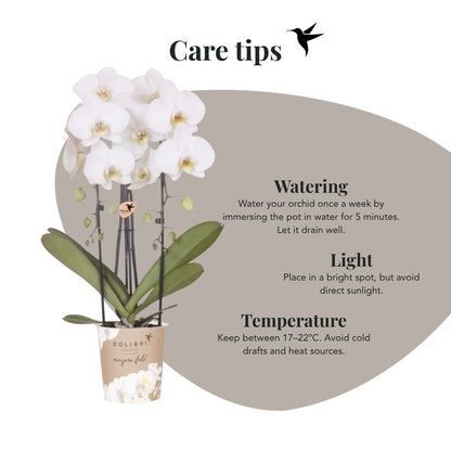 Lot de 2 ou 4 orchidées blanches Phalaenopsis 'Niagara Falls' - Pot 12 cm