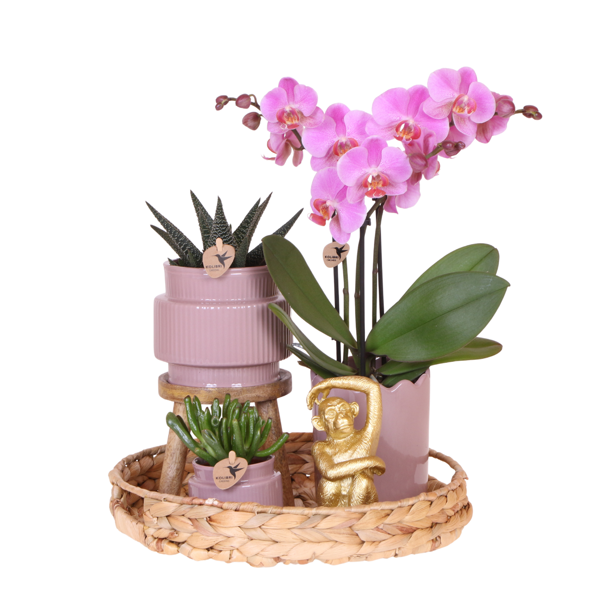 Coffret cadeau orchidée et 2 succulentes en cache-pots nervurés, tabouret et plateau tressé - Pot 9 cm
