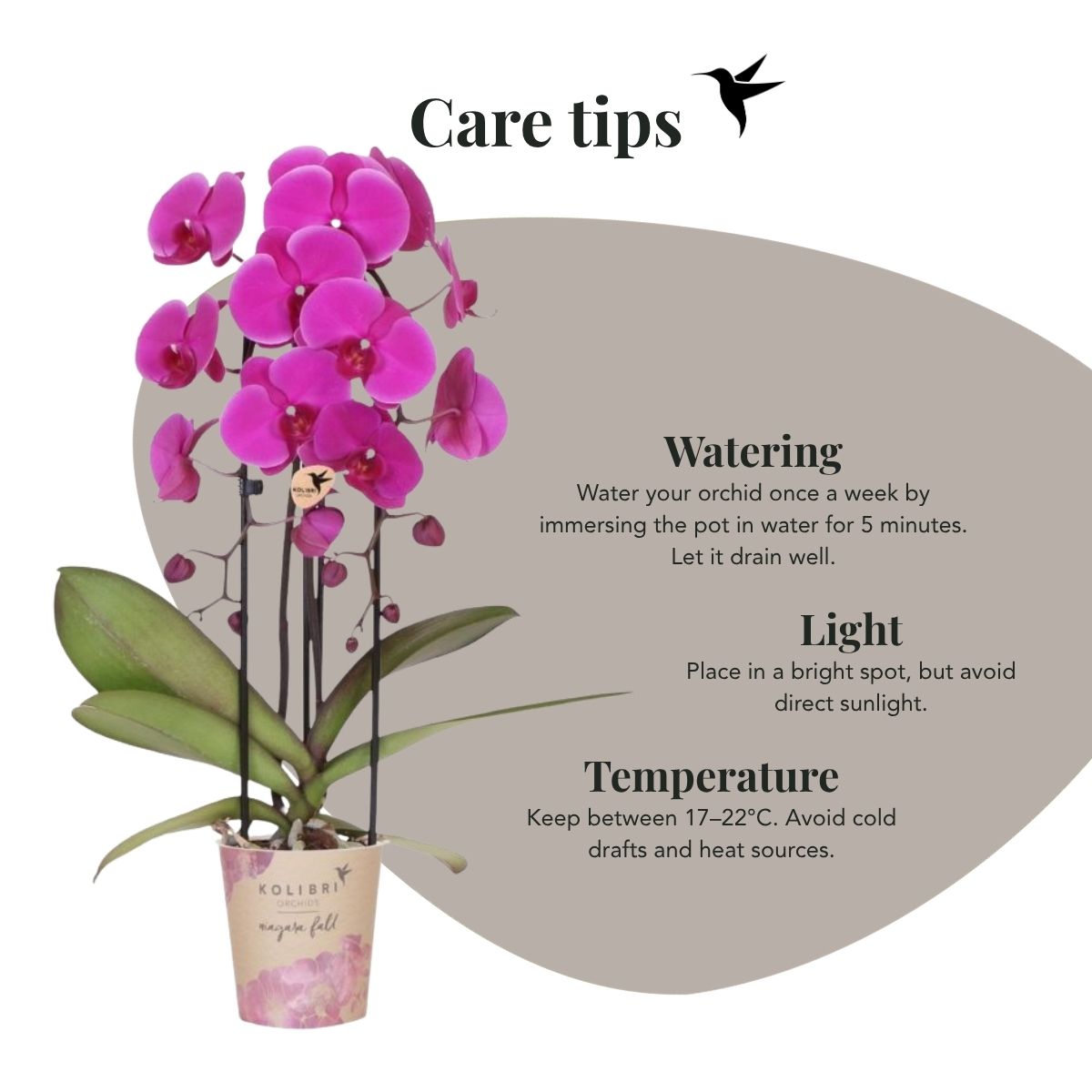 Lot de 2 ou 4 orchidées violettes Phalaenopsis 'Free Ride' - Pot 12 cm