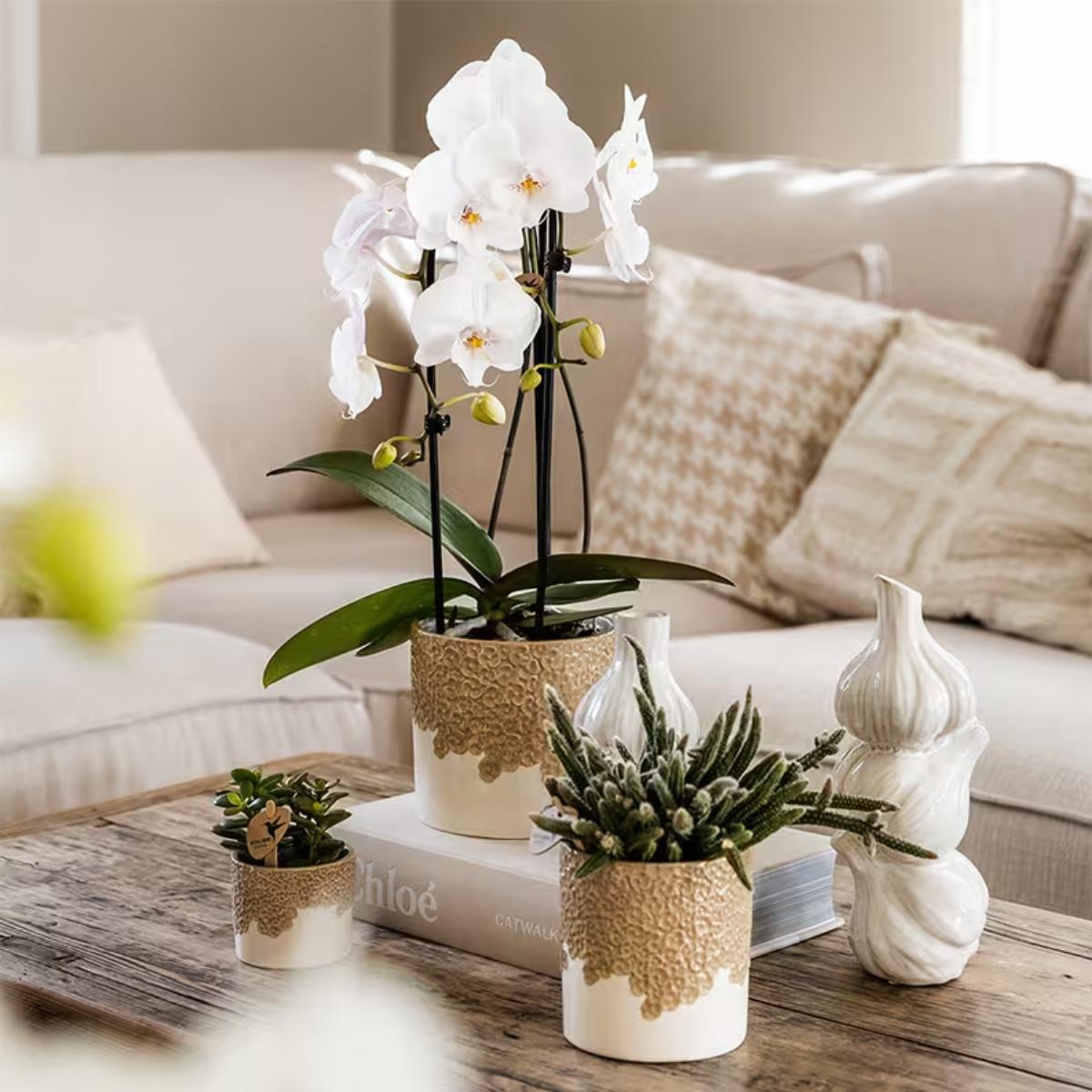 Lot de 2 ou 4 orchidées blanches Phalaenopsis 'Niagara Falls' - Pot 12 cm