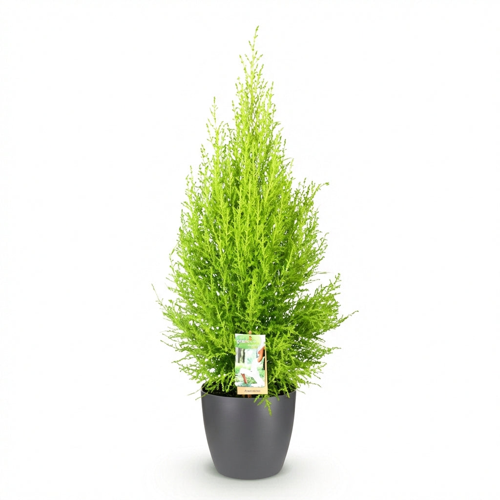 Cupressus Gold Crest Wilma lumineux avec son feuillage vert citron et son cache-pot gris, sur fond blanc