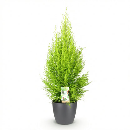 Cupressus Gold Crest Wilma lumineux avec son feuillage vert citron et son cache-pot gris, sur fond blanc