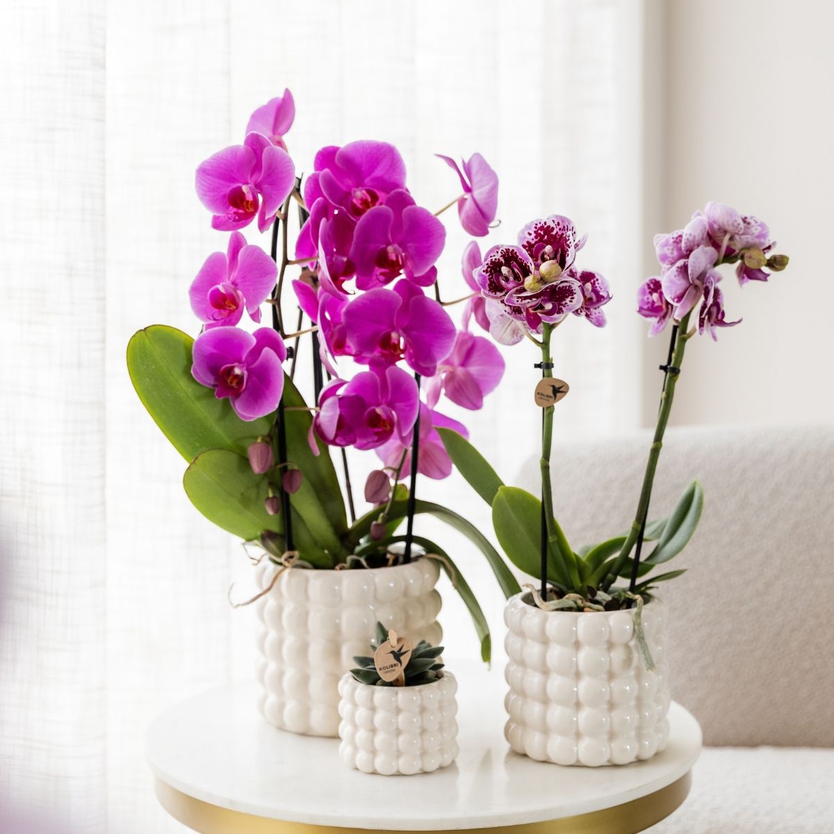 Lot de 2 ou 4 orchidées violettes Phalaenopsis 'Free Ride' - Pot 12 cm