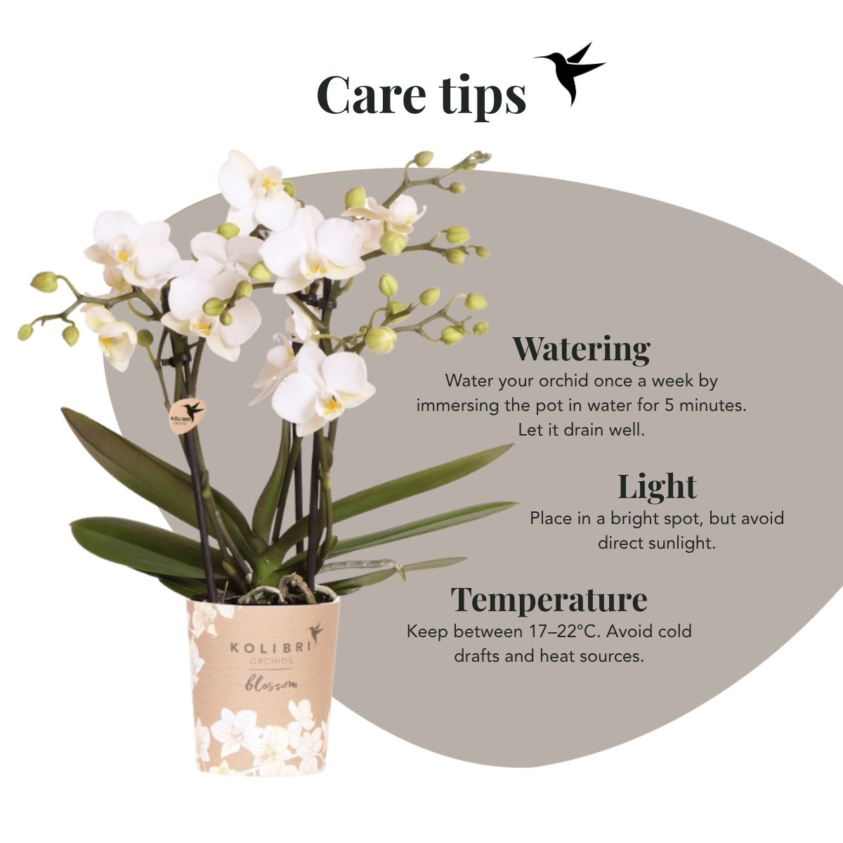 Lot de 2 ou 4 orchidées blanches Phalaenopsis 'Zurich' - Pot 9 cm