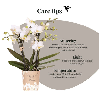 Lot de 2 ou 4 orchidées blanches Phalaenopsis 'Zurich' - Pot 9 cm